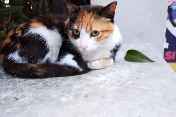 Şişli Veteriner Kliniği - Resim 6