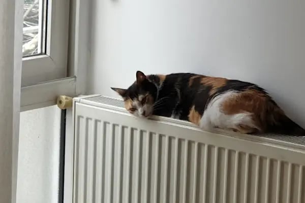 Şişli Veteriner Kliniği - Resim 5