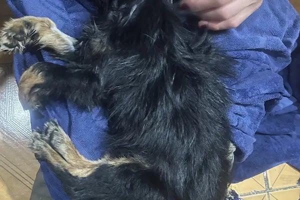 Şişli Veteriner Kliniği - Resim 7