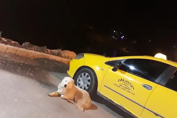 Van Akasya Taksi Durağı - Resim 7
