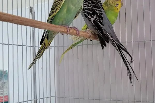 Maya Petshop BALÇOVA - Resim 18