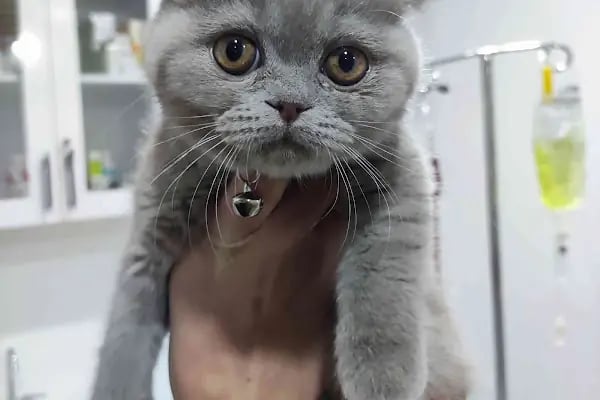 miyavet Veteriner Kliniği - Resim 2