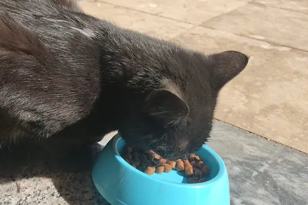miyavet Veteriner Kliniği - Resim 14