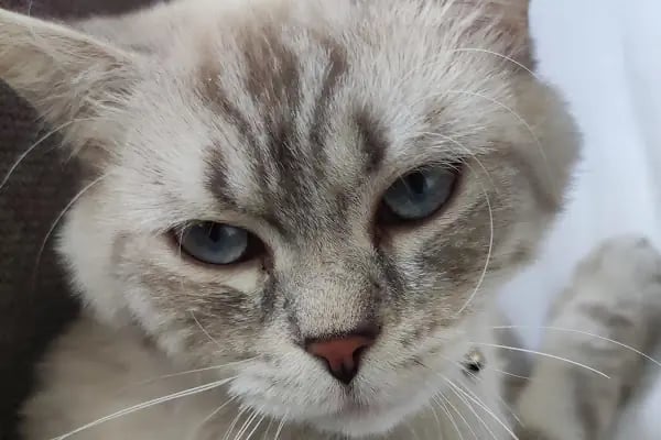 miyavet Veteriner Kliniği - Resim 11