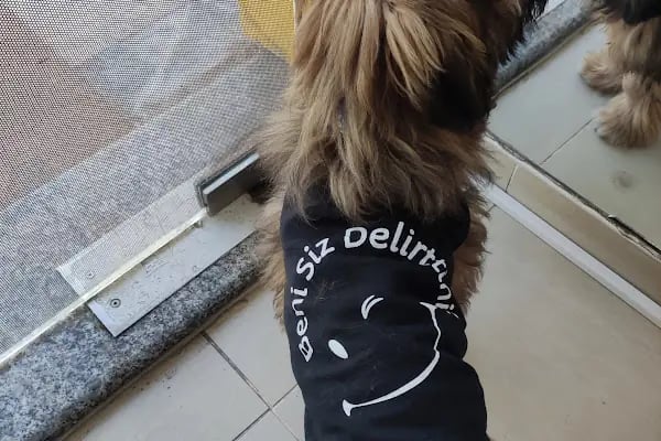 miyavet Veteriner Kliniği - Resim 12