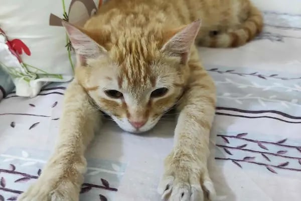 miyavet Veteriner Kliniği - Resim 8