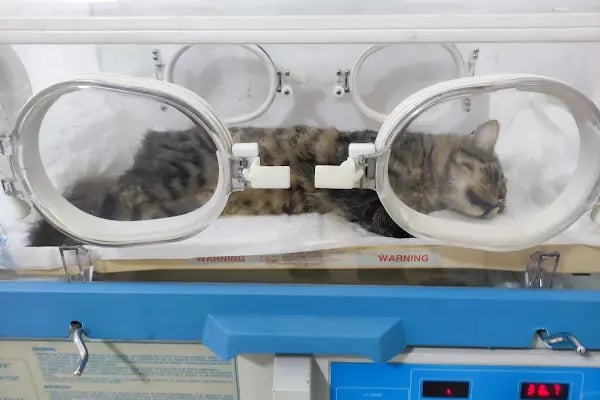 miyavet Veteriner Kliniği - Resim 16