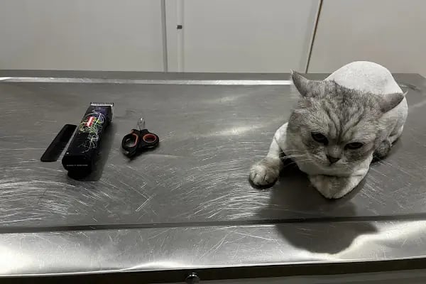 miyavet Veteriner Kliniği - Resim 3