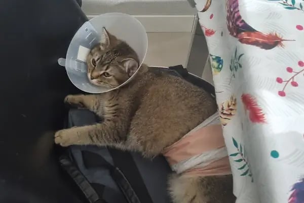 Beyhekim Veteriner Kliniği - Resim 16