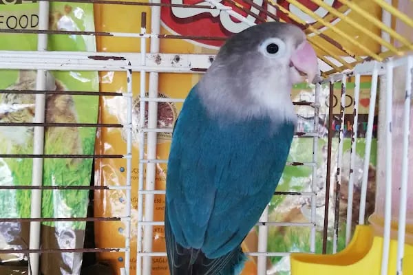 Acar Petshop ✅️ - Resim 17