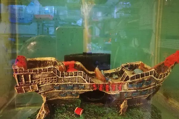 Acar Petshop ✅️ - Resim 19
