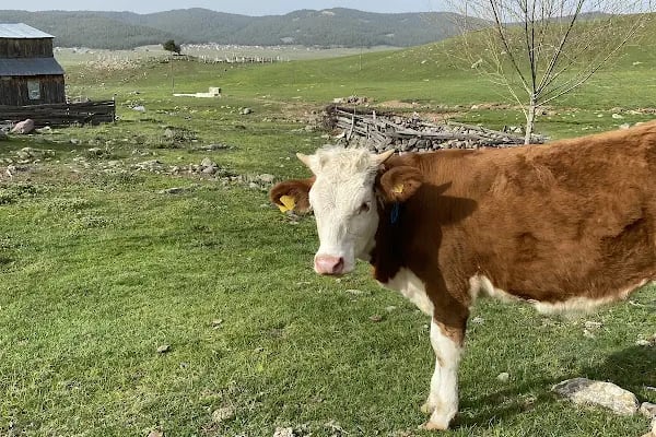Çamlıdere Benli Yaylası - Resim 20