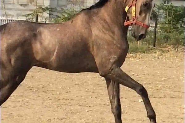 Texas ranch bodrum - Resim 3