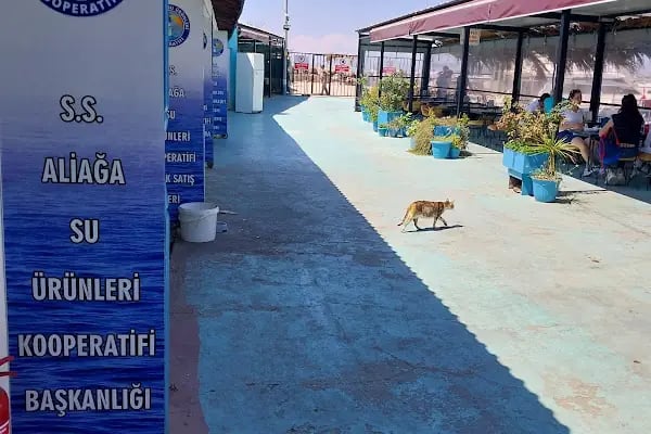 ALİAĞA SU ÜRÜNLERİ KOOPERATİFİ - Resim 13