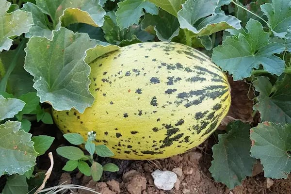 İzmir Büyükşehir Belediyesi Meyve Sebze Hal Şube Müdürlüğü - Resim 6
