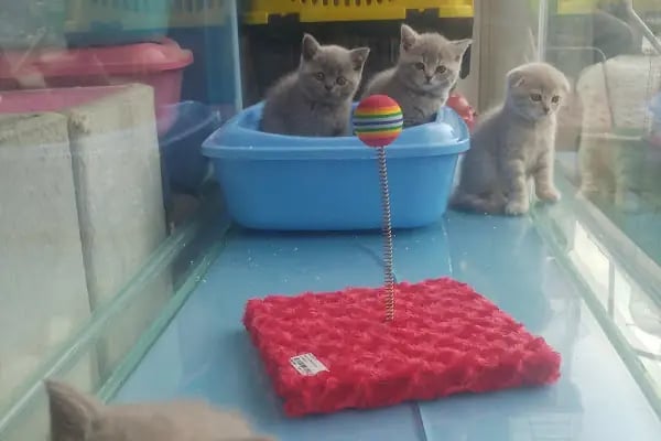 MAVİ DÜNYA AKVARYUM ve PETSHOP - Resim 18