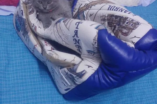 MAVİ DÜNYA AKVARYUM ve PETSHOP - Resim 7