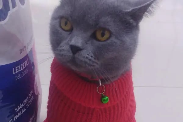 MAVİ DÜNYA AKVARYUM ve PETSHOP - Resim 15