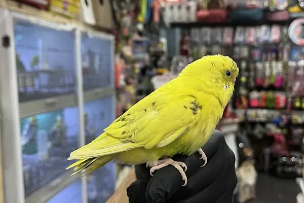 Badem PetShop - Resim 8