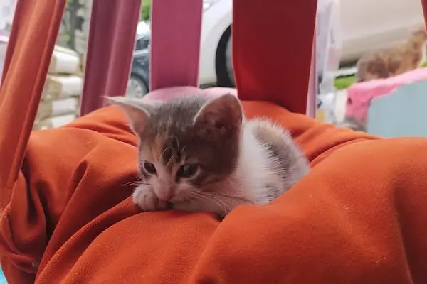 Badem PetShop - Resim 3