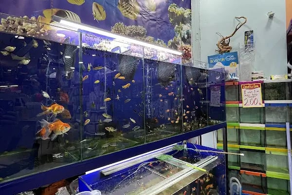 Badem PetShop - Resim 14