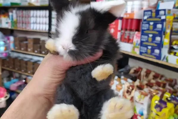 Badem PetShop - Resim 9