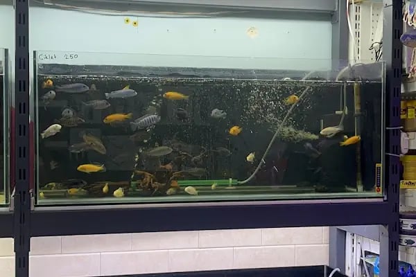 Badem PetShop - Resim 2