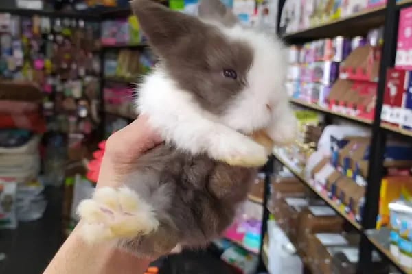 Badem PetShop - Resim 7
