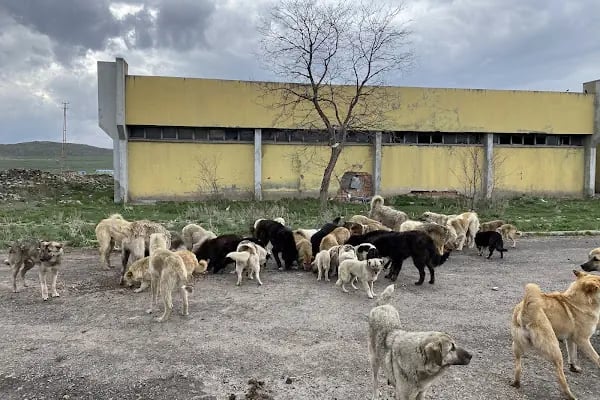 Kars Şehir Otogarı - Resim 14