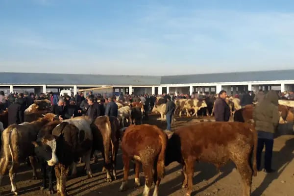 Kars Şehir Otogarı - Resim 19