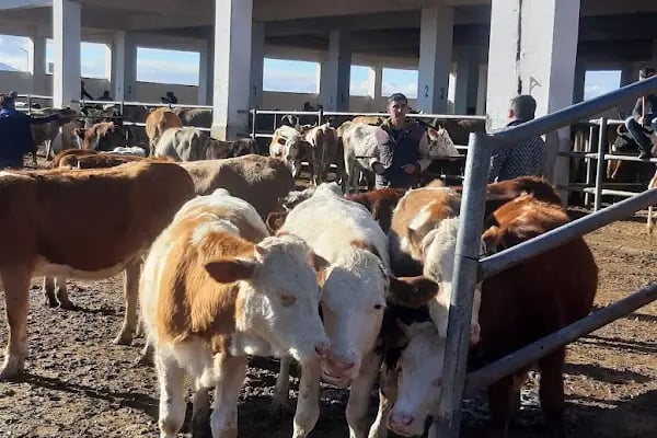 Kars Şehir Otogarı - Resim 7