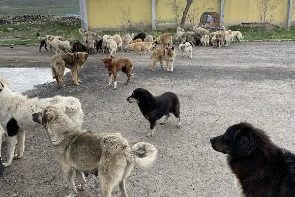 Kars Şehir Otogarı - Resim 4