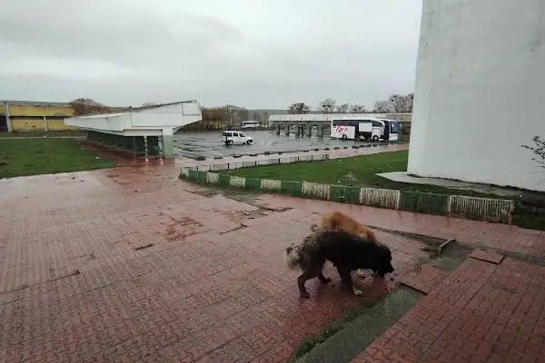 Kars Şehir Otogarı - Resim 5