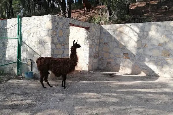 Animal park - Resim 17