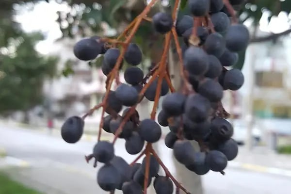İsmail Akçay Parkı - Resim 12