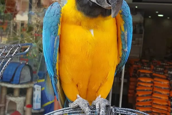 Bizim City Petshop - Resim 5