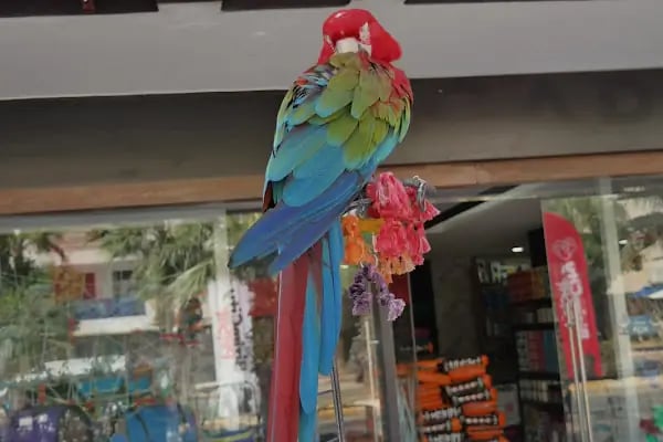 Bizim City Petshop - Resim 16