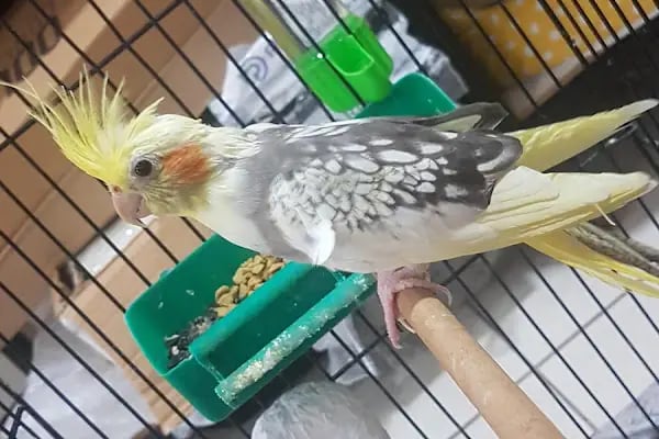 Bizim City Petshop - Resim 20