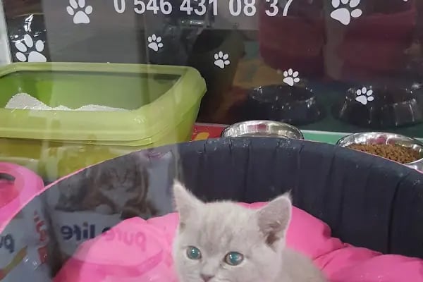 Egzotik Pet Shop Çerkezköy - Resim 15
