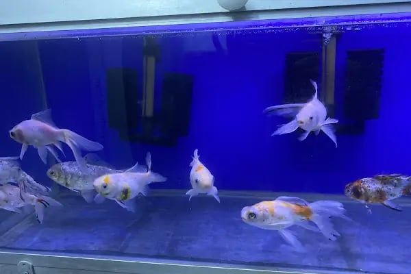 Egzotik Pet Shop Çerkezköy - Resim 4