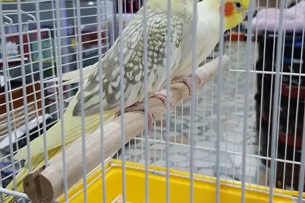 Egzotik Pet Shop Çerkezköy - Resim 13