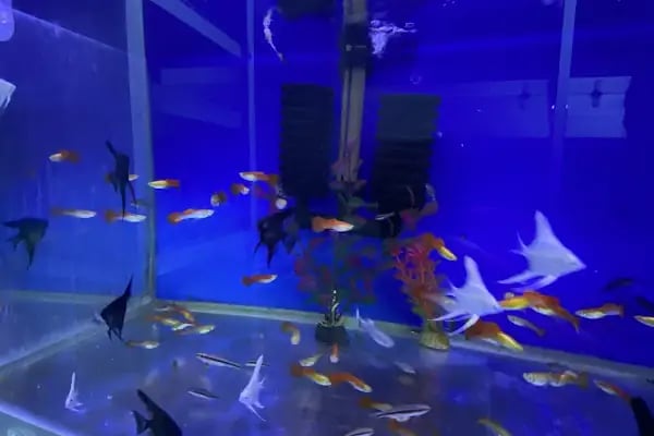 Egzotik Pet Shop Çerkezköy - Resim 10