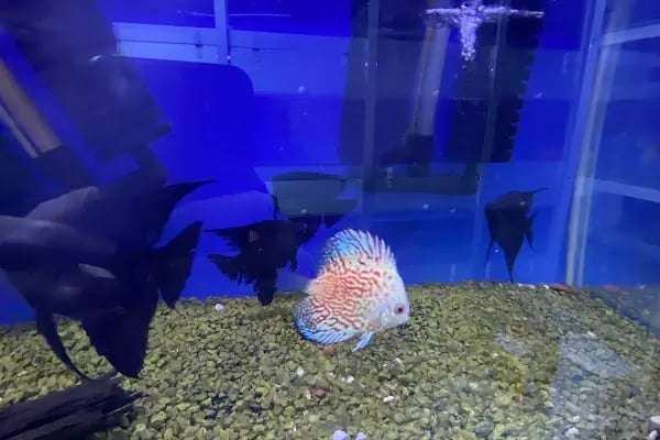 Egzotik Pet Shop Çerkezköy - Resim 3