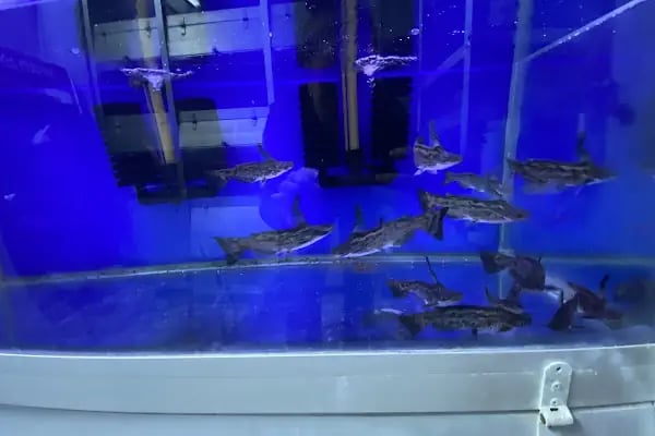 Egzotik Pet Shop Çerkezköy - Resim 6