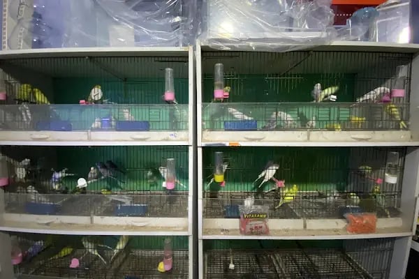 Egzotik Pet Shop Çerkezköy - Resim 9