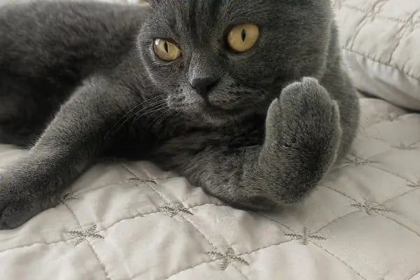 Egzotik Pet Shop Çerkezköy - Resim 18