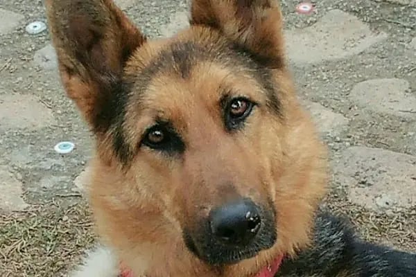 Turgutreis Veteriner Kliniği - Resim 11