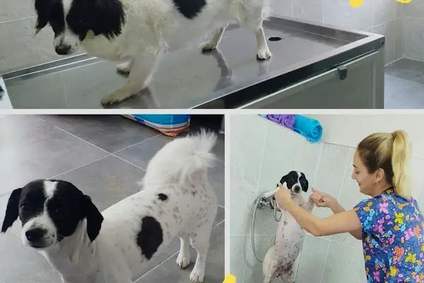 Mega Veteriner Kliniği - Resim 14