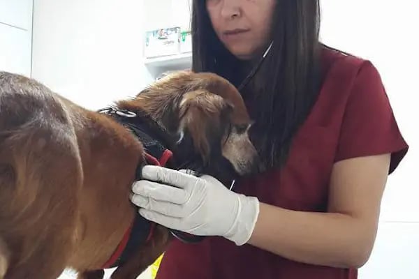 Mega Veteriner Kliniği - Resim 16