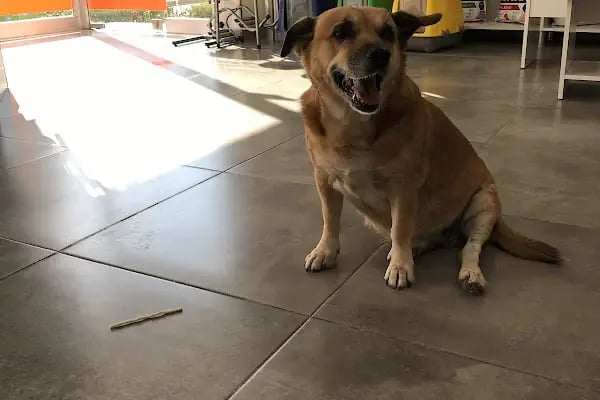 Mega Veteriner Kliniği - Resim 3